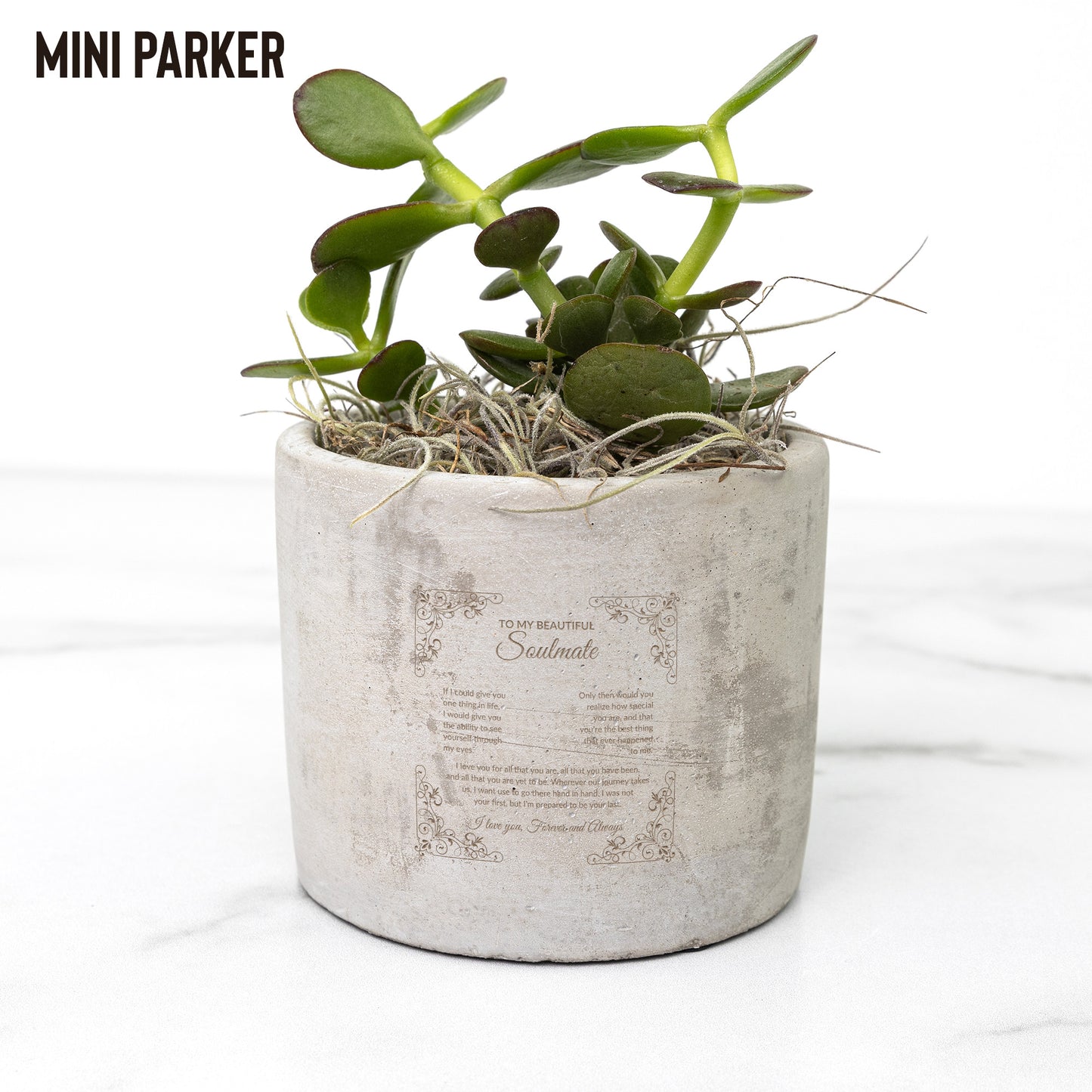 Desk Plant